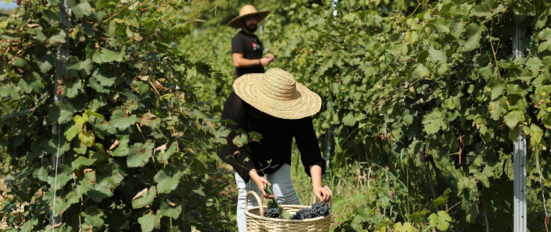 Georgischer Wein: 8.000 Jahre Geschmack  und Geschichte