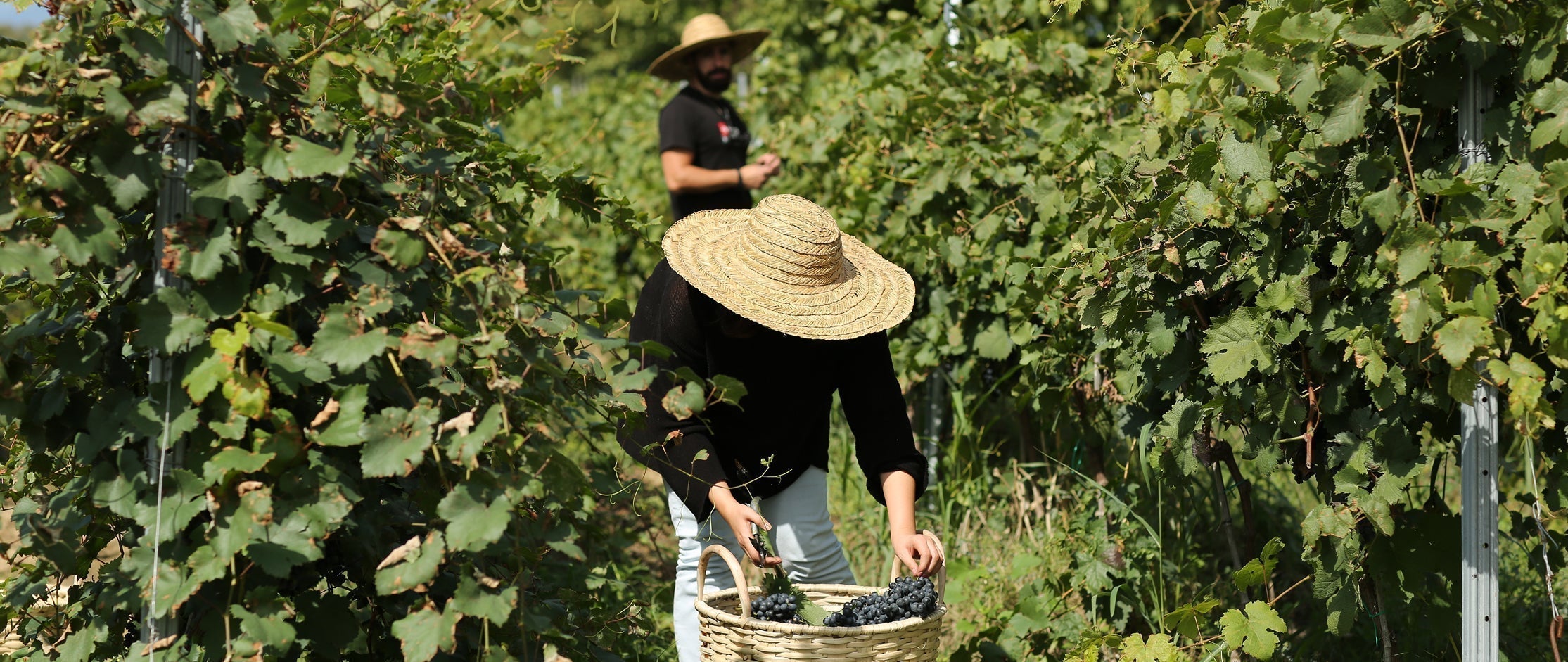 Georgischer Wein: 8.000 Jahre Geschmack  und Geschichte